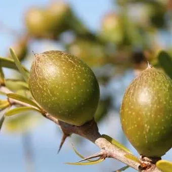 Argan fruit ripening on the branch