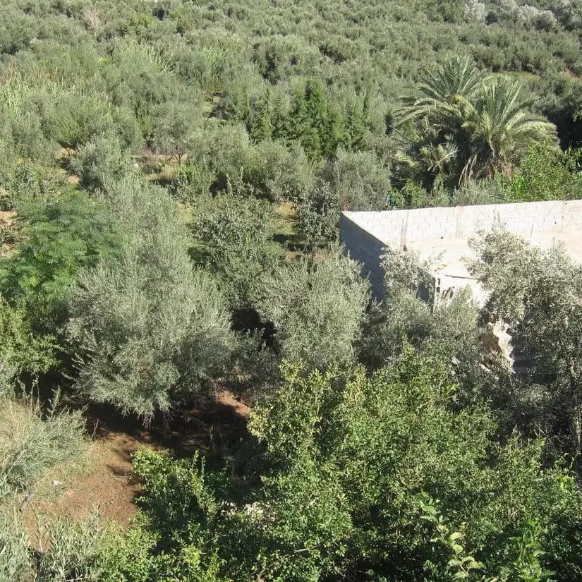 An argan and olive grove on a Moroccan hillside
